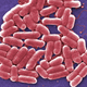 E. coli bacteria.